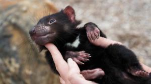 Baby-Tasmanian-Devil