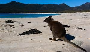 wallaby on the beach